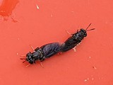 BSF mating