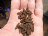 Pupae from traps