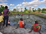 harvesting_remaining_fish_from_pond_bottom