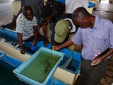 Checking conditions in larval tanks