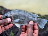 Oreochromis karongae