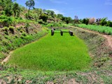 Temprary rice production in a fish pond, Nkhotakota