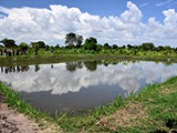 Typical Tilapia pond in Mjinchi