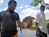 Typical size of a tilapia specimen harvested from the pond (O. shiranus)