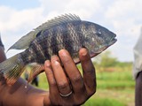 Oreochromis shiranus