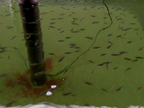 19-days-old chambo larvae indoor hatchery