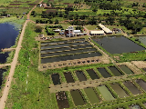 Drone flight over Bunda Farm